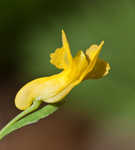 Yellow fumewort